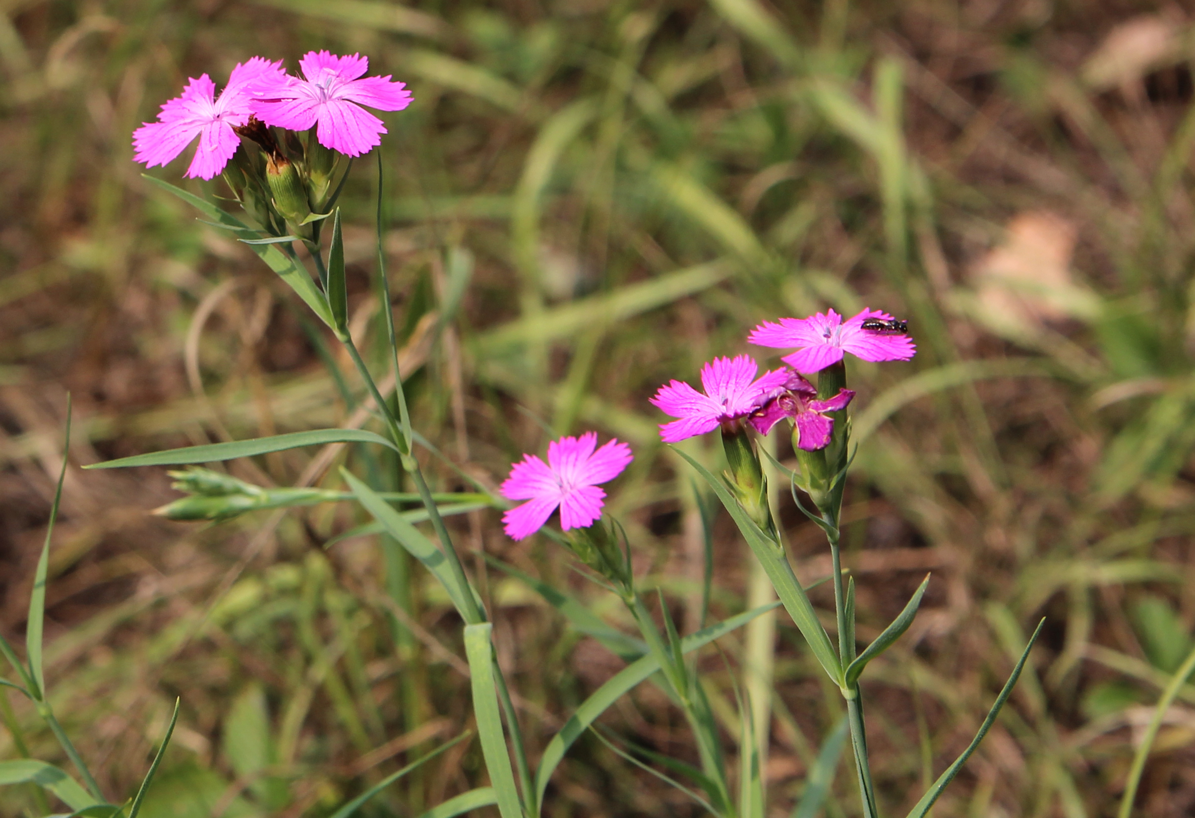 Dianthus collinus Hügelnelke (c) Michael Stelzhammer